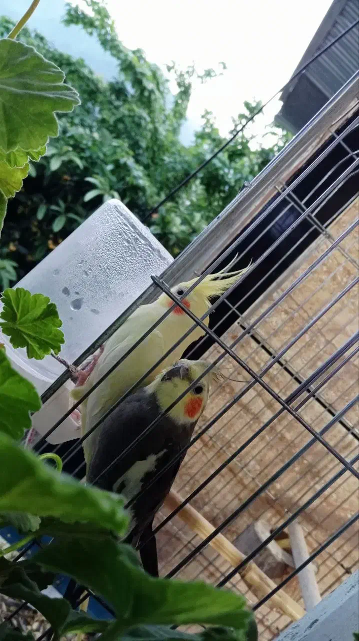 یک جفت عروس هلندی همراه۳تا جوجه|پرنده|تالش, هشتپر|دیوار