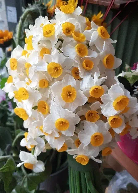 گل طبیعی|گل و گیاه طبیعی|تهران, پونک|دیوار