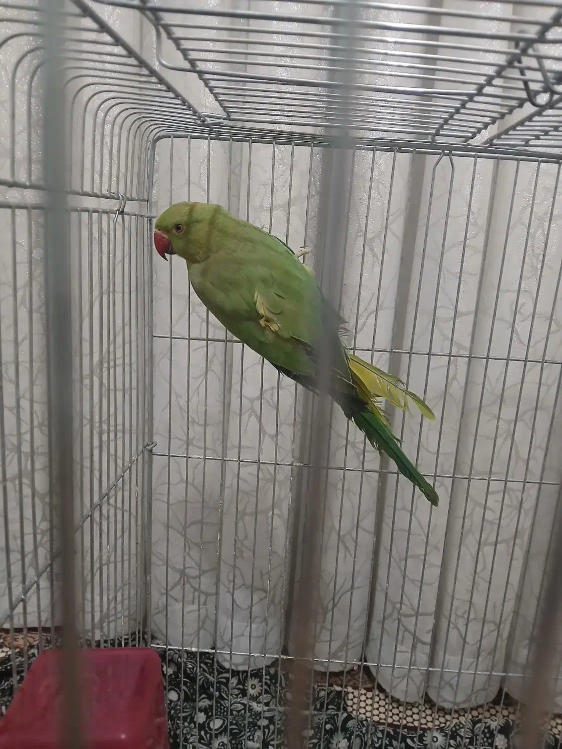 طوطی ملنگو|پرنده|همدان, |دیوار