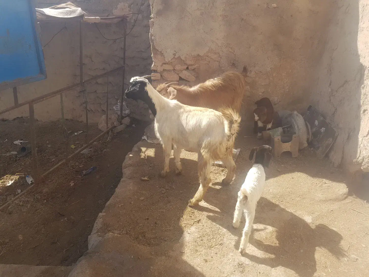 بزه بزغاله|حیوانات مزرعه|قیدار, |دیوار