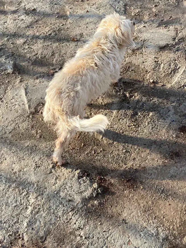 سگ خونگی|سگ|قزوین, |دیوار