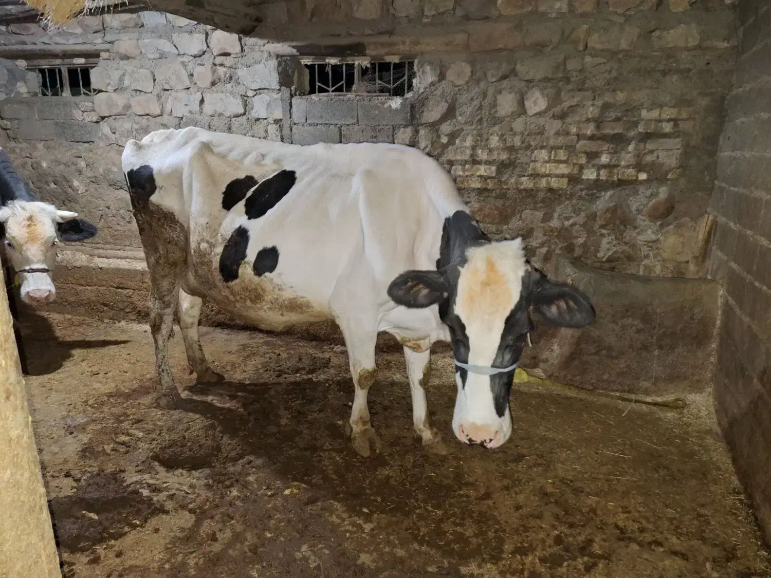 گاو شیری و گوشتی|حیوانات مزرعه|اسلامآباد غرب, |دیوار