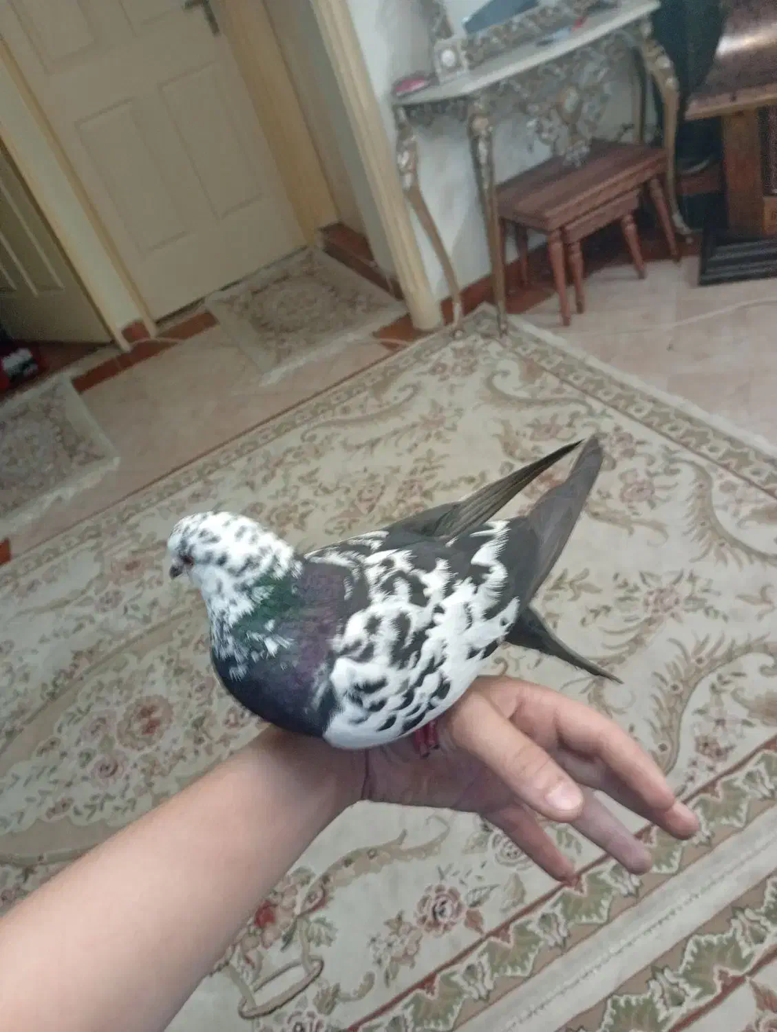 کفتر دستی|پرنده|تهران, مشیریه|دیوار