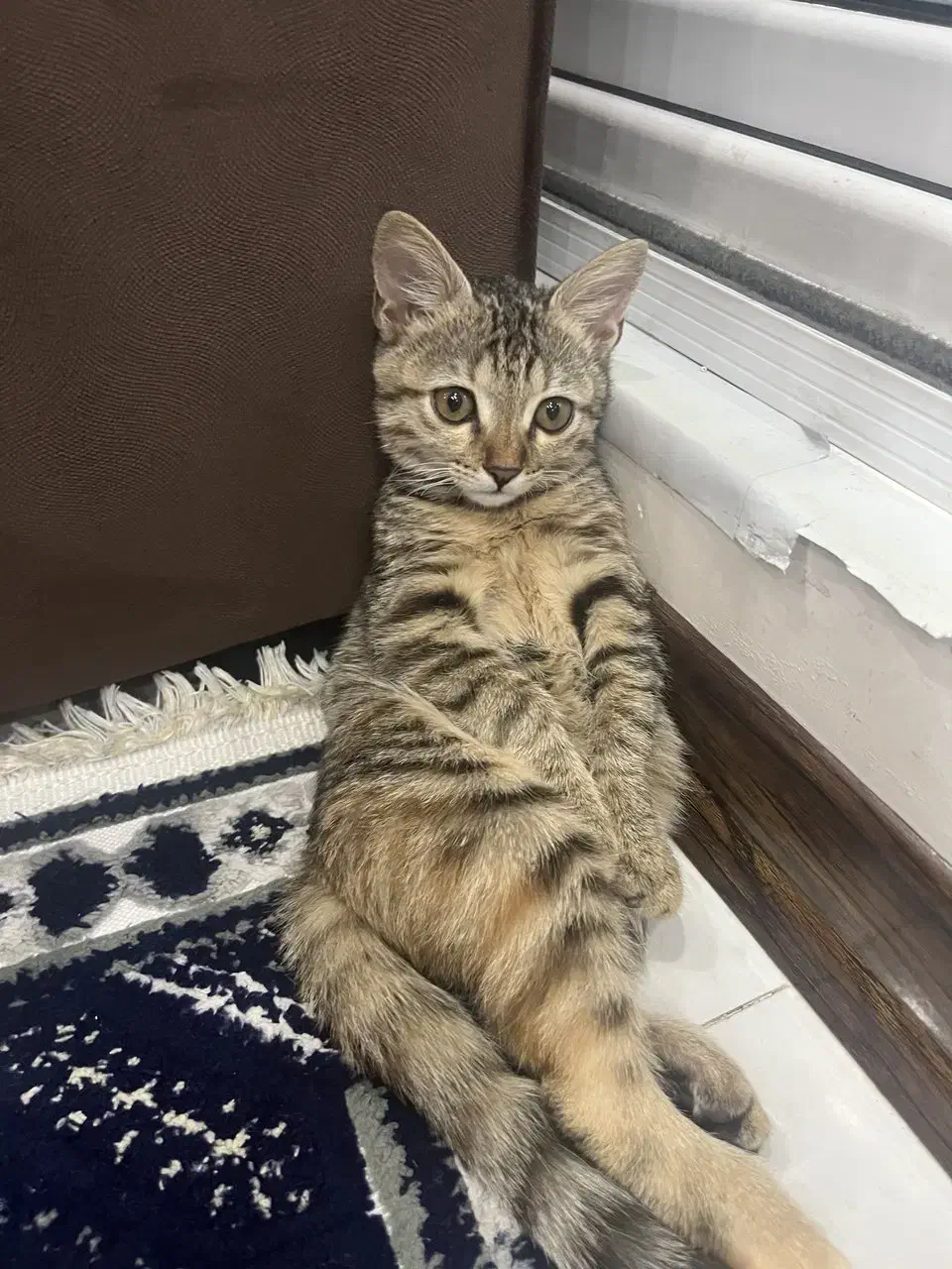 گربه شش ماهه بسیار زیبا|گربه|فردیس, منظریه|دیوار