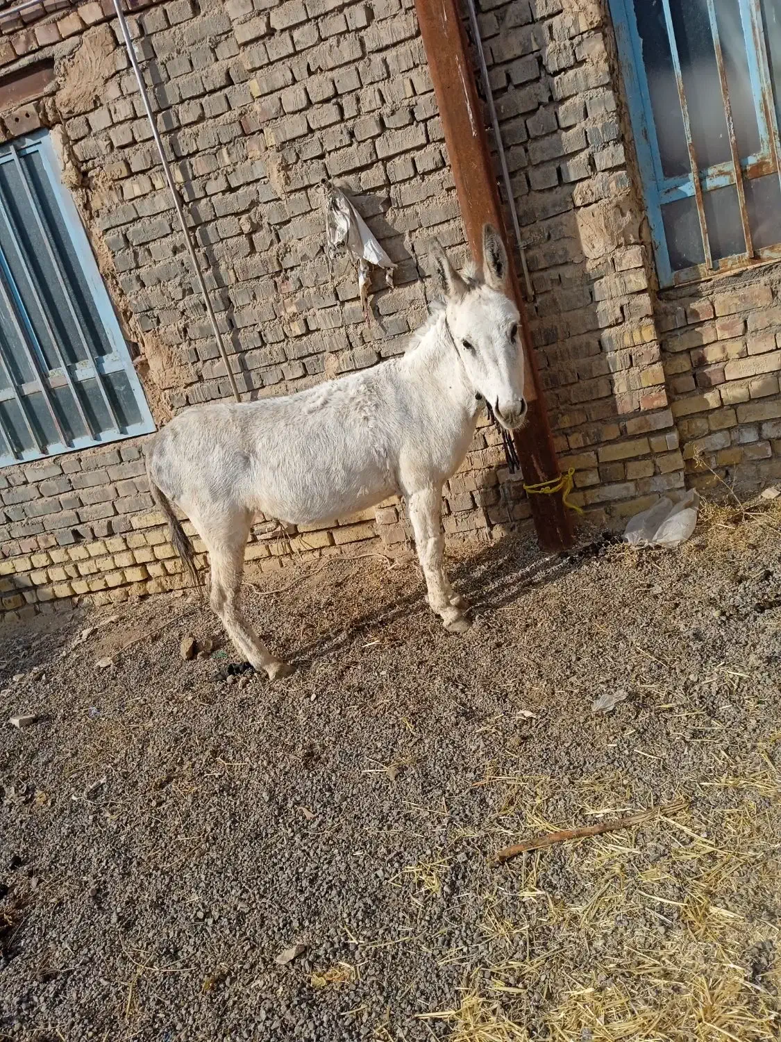 خر ماده|حیوانات مزرعه|پائین جام, |دیوار