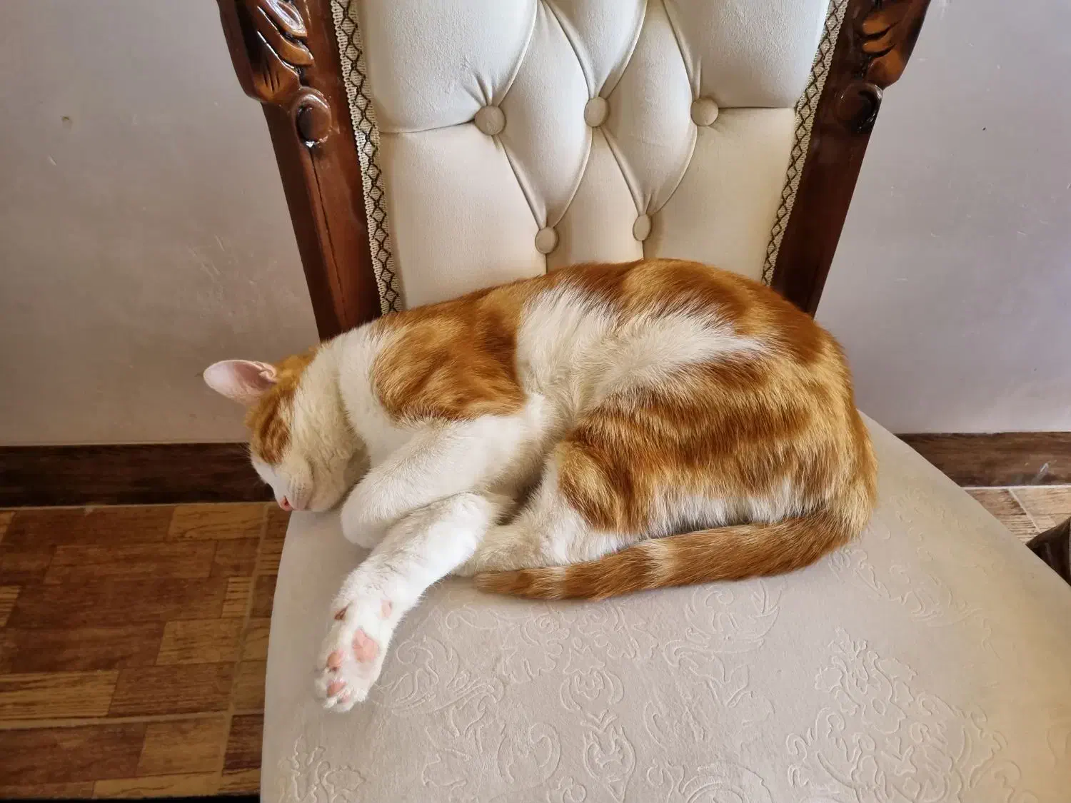 گربه گمشده|حیوانات|یزد, |دیوار