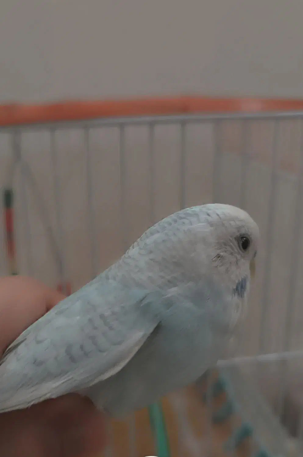 مرغ عشق|پرنده|شیروان (خراسان), |دیوار