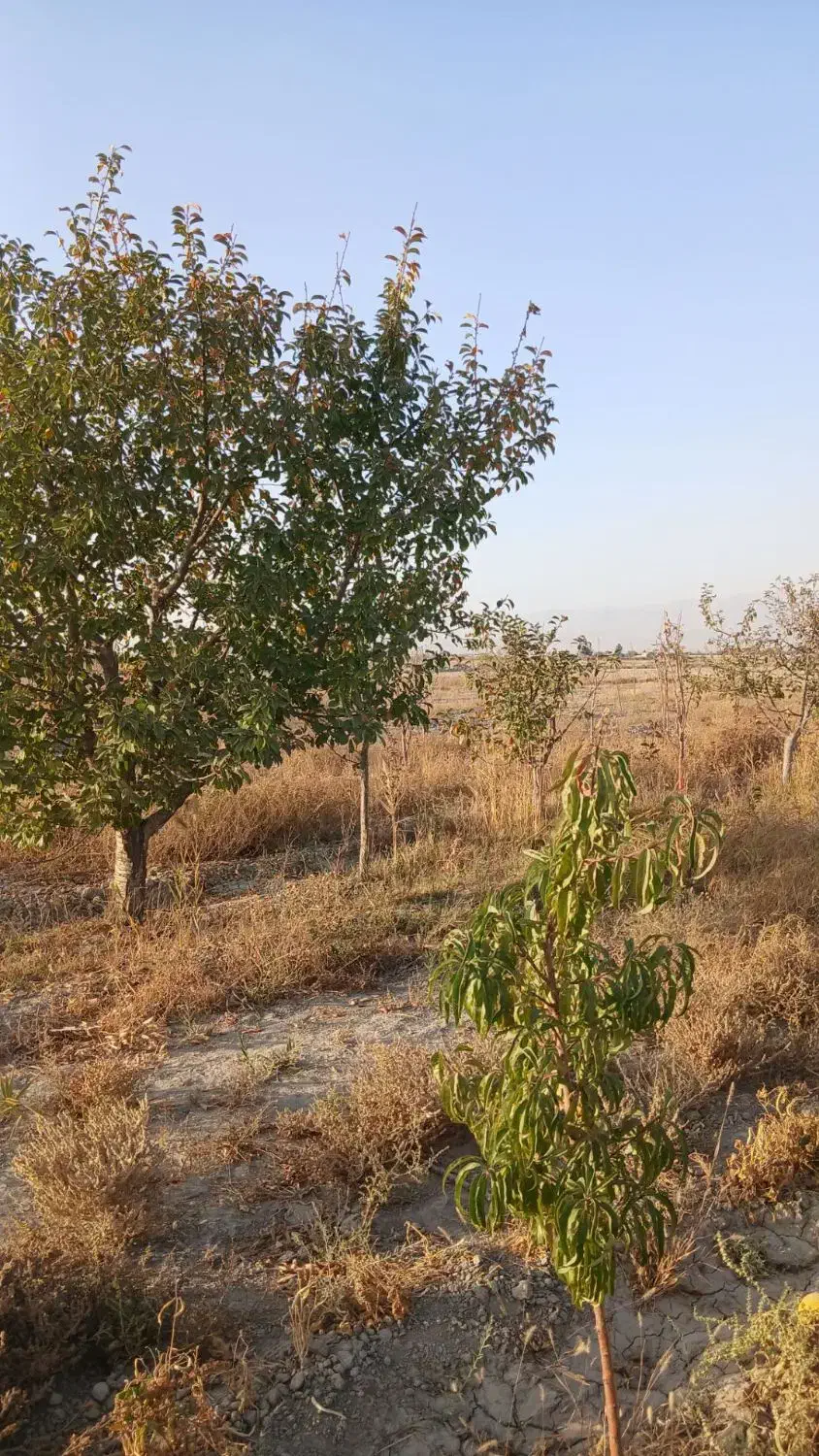 ۳۳۰۰مترباغ در روستای جوکال|فروش زمین و ملک کلنگی|چناران, |دیوار