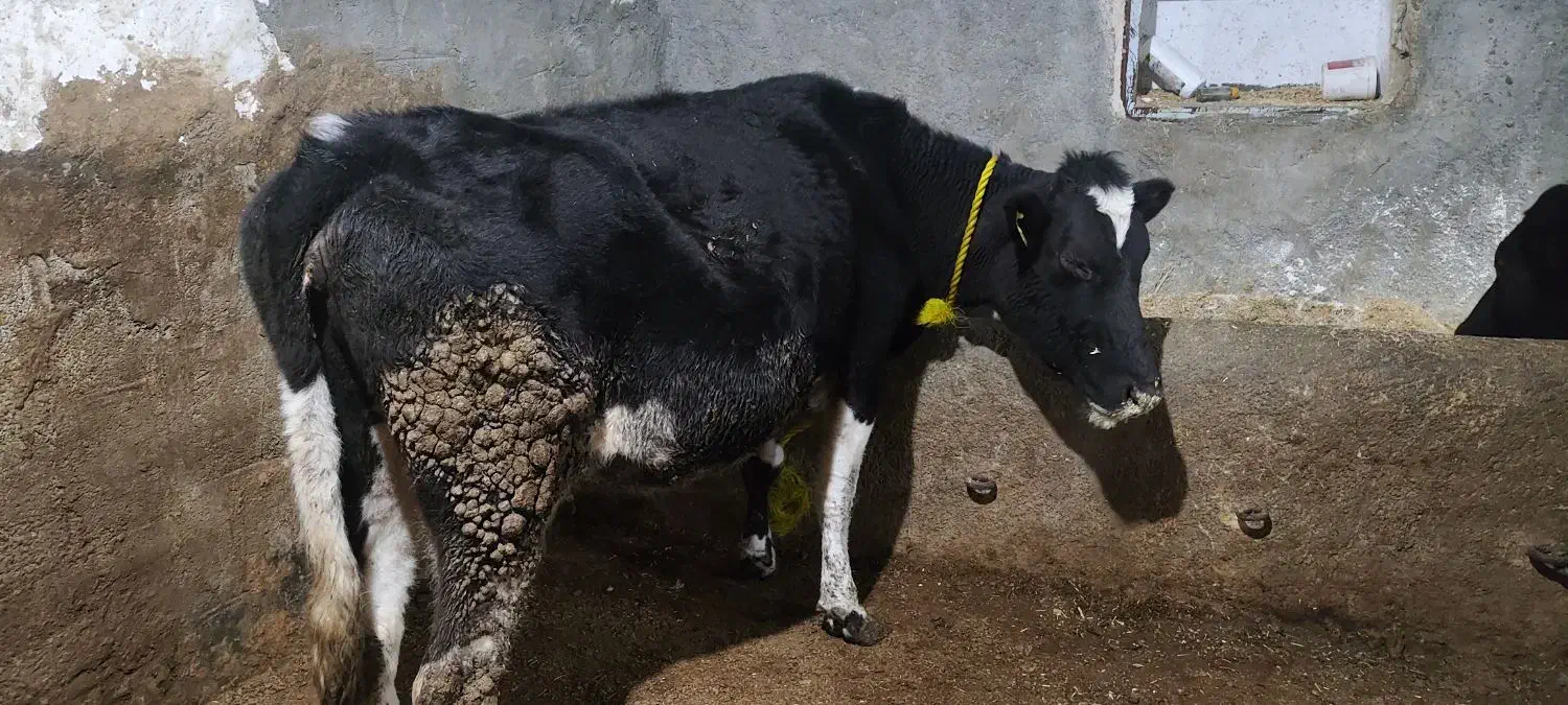 دوتا گاو ابستن|حیوانات مزرعه|لاجان, |دیوار