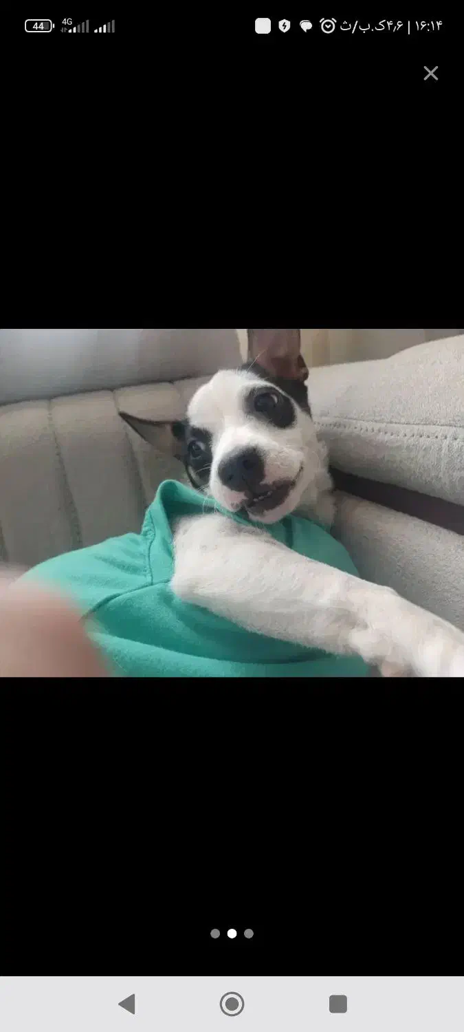 سگ اشتیپس|سگ|سبزوار, شهرک ابوذر|دیوار