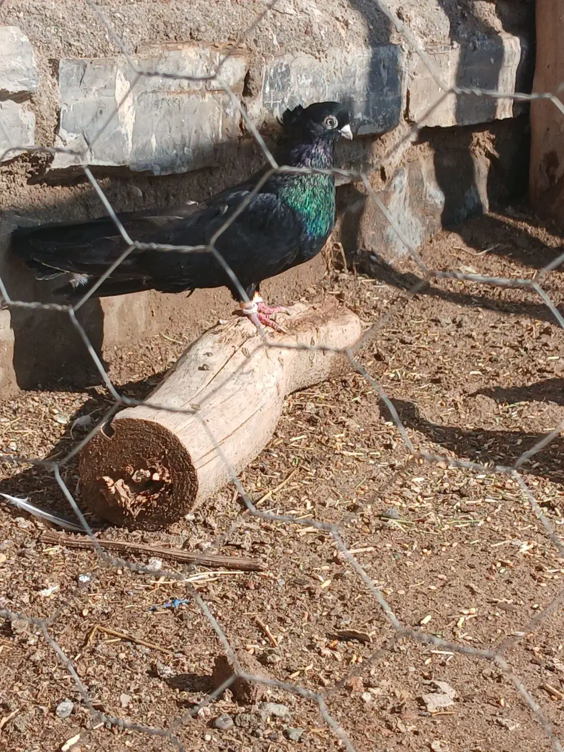 کبوتر|پرنده|میاندوآب, |دیوار