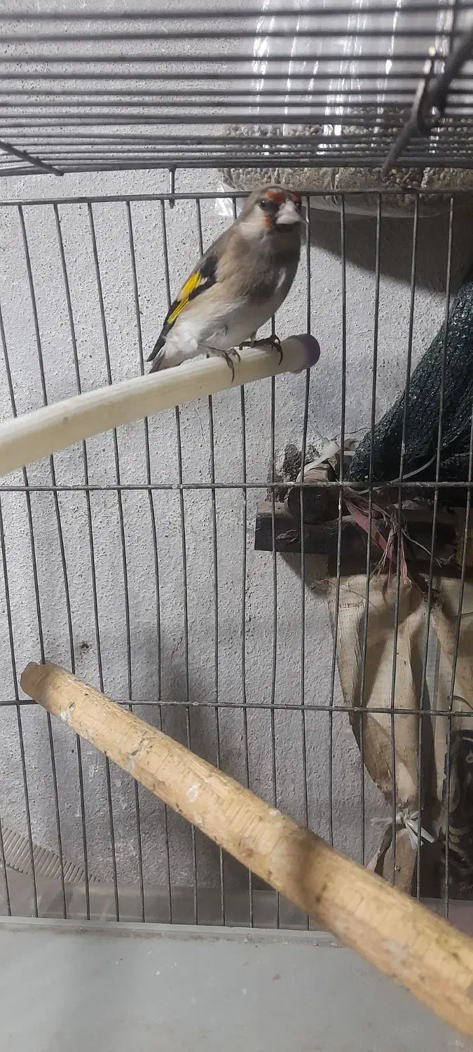 سهره دورگ|پرنده|پاکدشت, شهرک امام رضا|دیوار