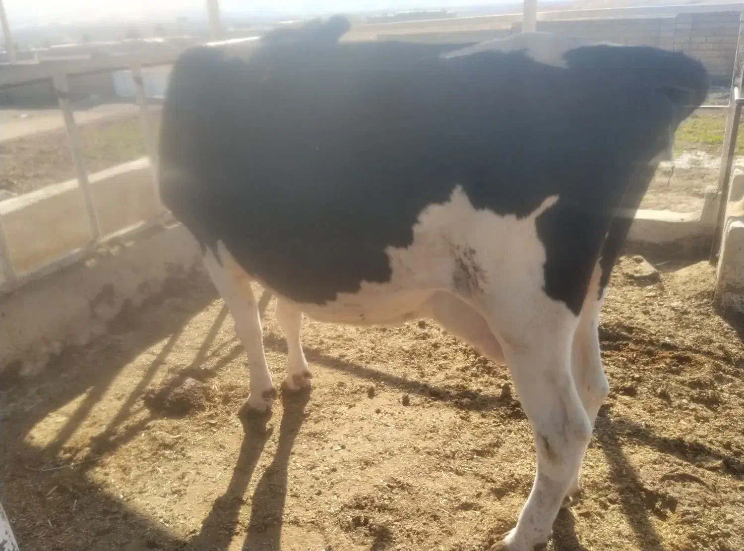 گاو|حیوانات مزرعه|جزمان, |دیوار