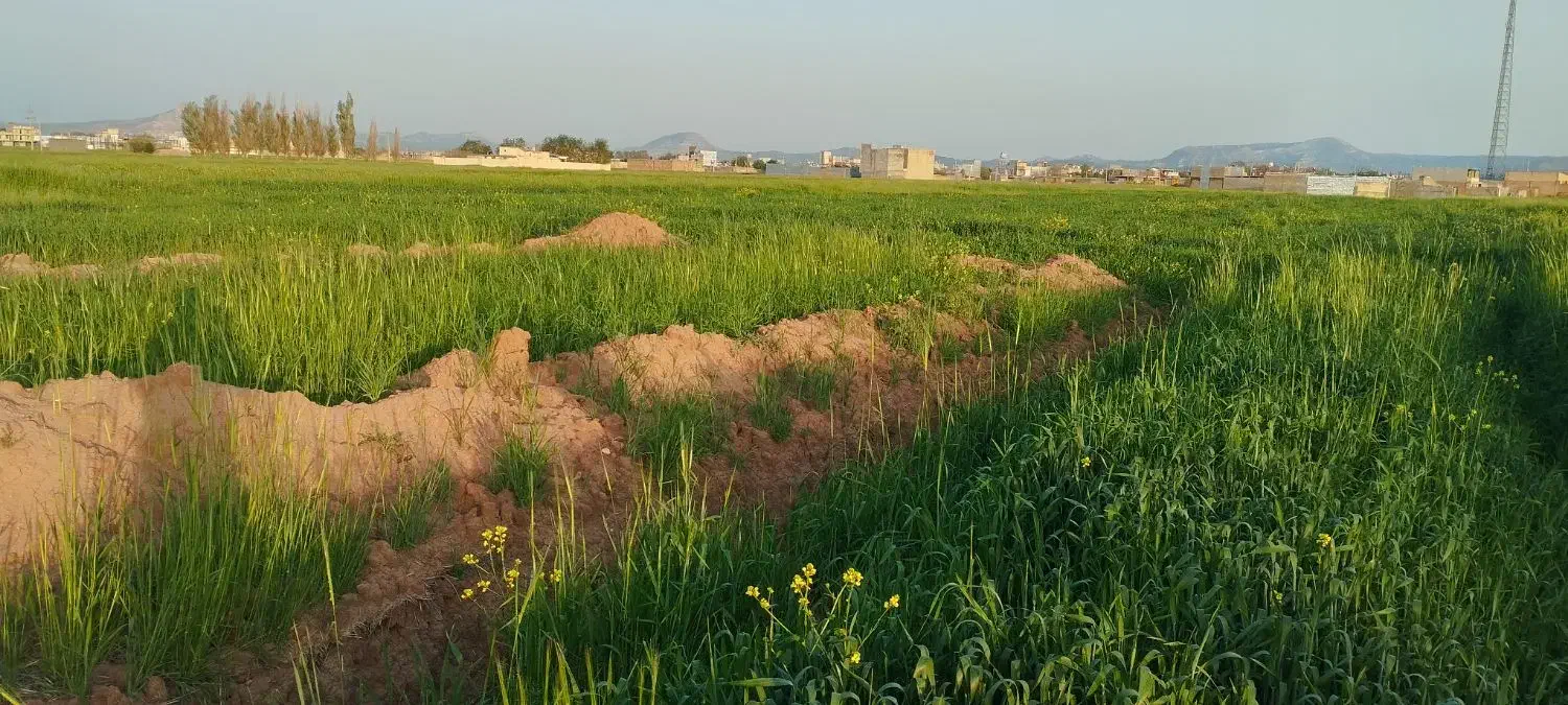 فروش یک قطعه زمین مسکونی در تازه آباد اکبر آباد|فروش زمین و ملک کلنگی|کوهدشت, |دیوار