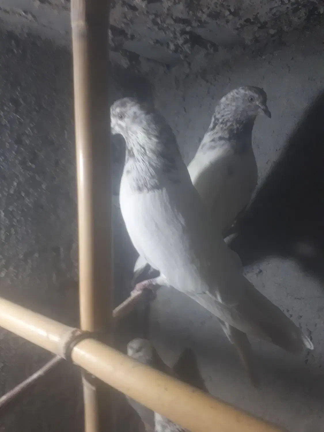 کبوتر پرشی اس|پرنده|مهدی شهر, |دیوار