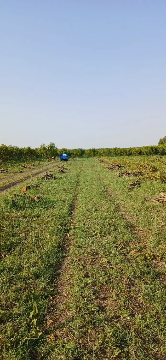 خرید چوب باغی وحیاتی|خدمات باغبانی و درختکاری|پارس‌آباد, |دیوار