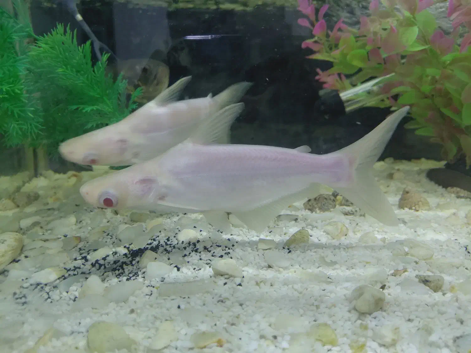 ماهی آکواریوم|ماهی|یاسوج, |دیوار