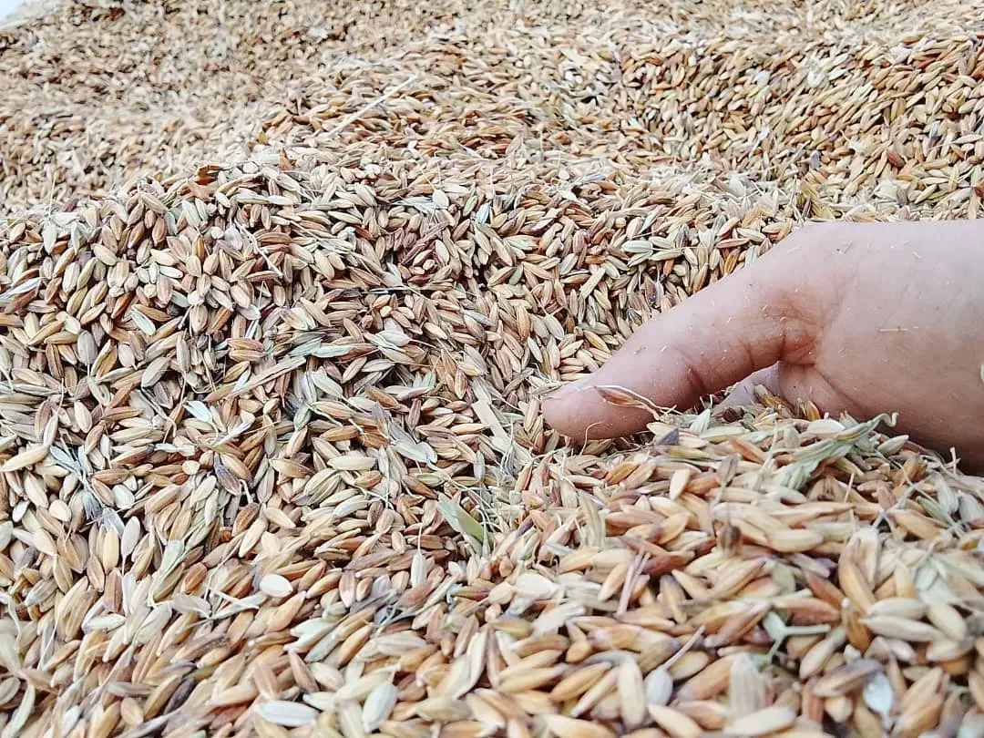 شلتوک عنبر درجه یک|خدمات باغبانی و درختکاری|باوی, |دیوار