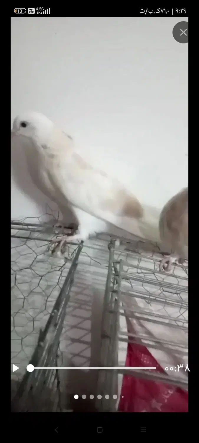 پرنده|پرنده|گنبد کاووس, |دیوار