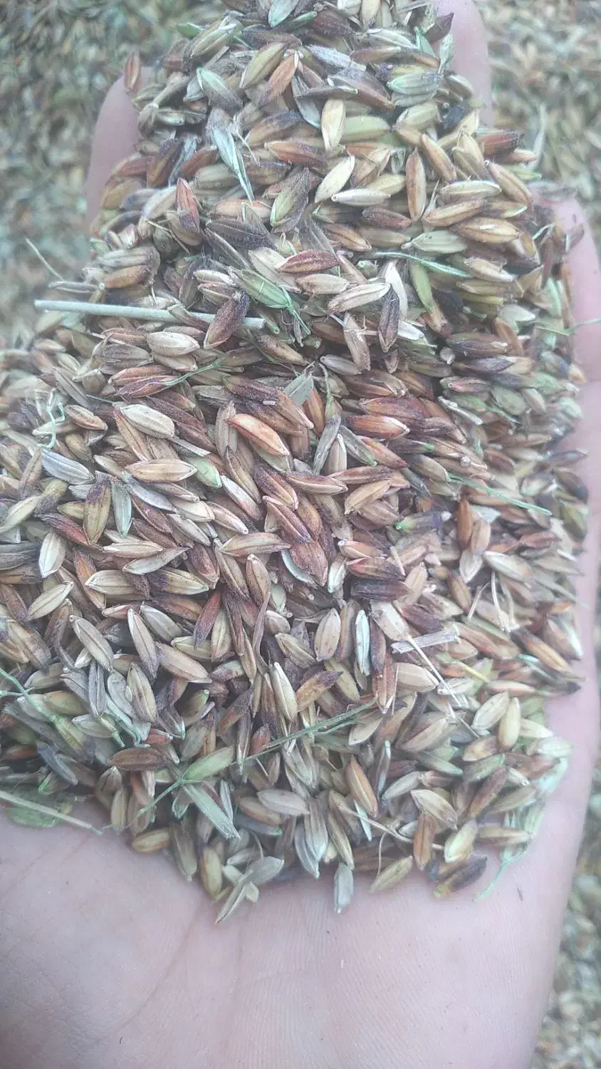 دریسیه دارخوین|خدمات باغبانی و درختکاری|شادگان, |دیوار