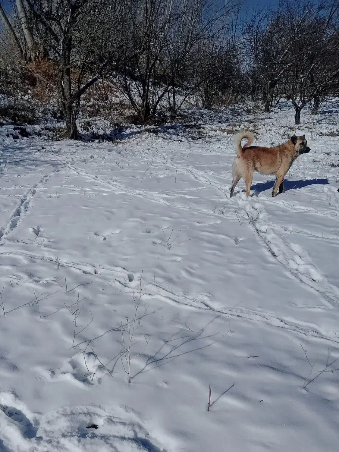 سگ سرابی زات قدیم|سگ|مشگین شهر, |دیوار