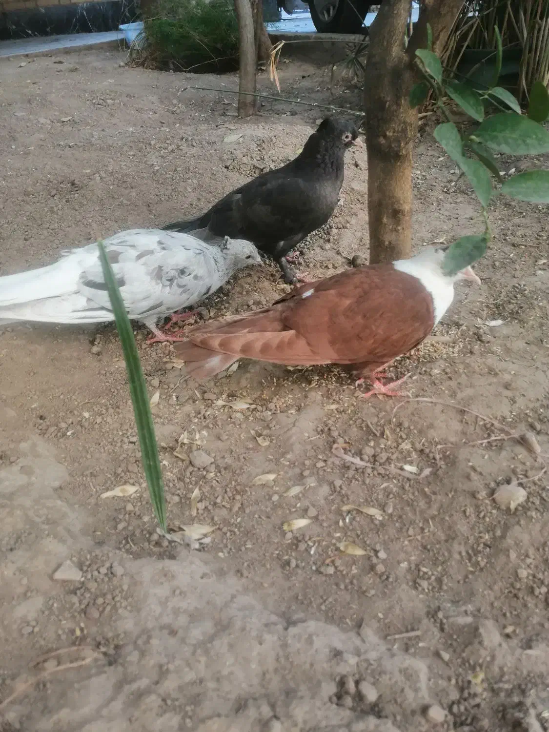کبوتر|پرنده|شیراز, حافظیه|دیوار