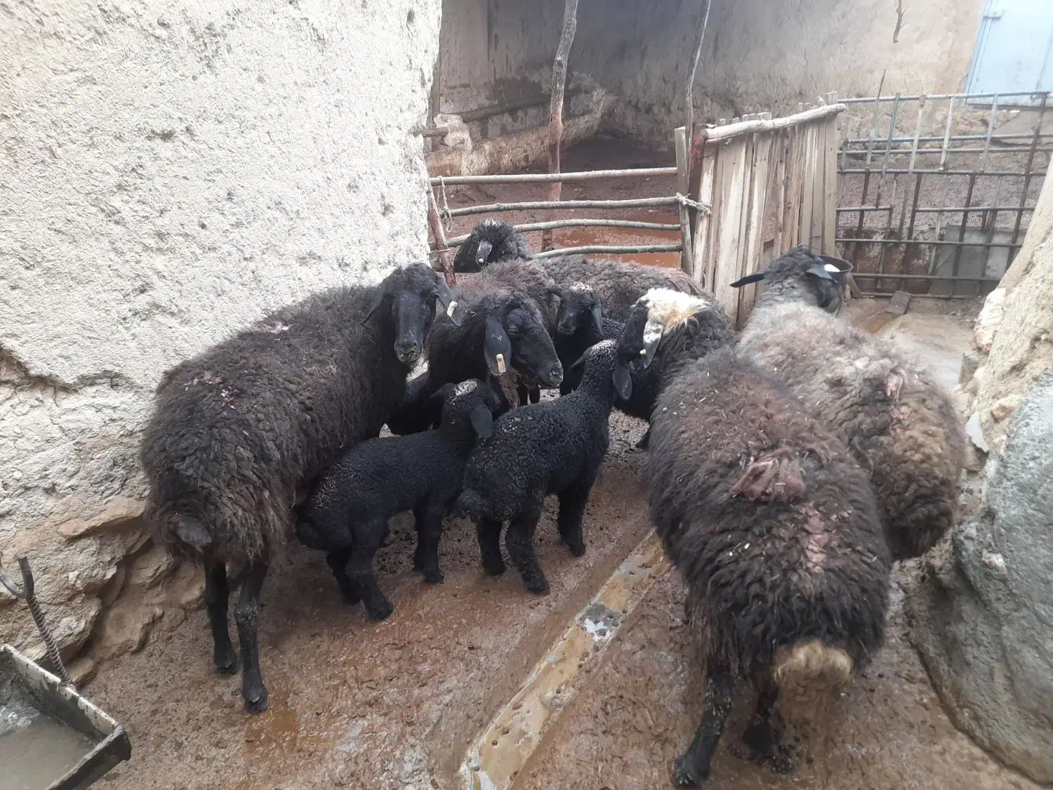 میش بره گوسفند|حیوانات مزرعه|ساوه, |دیوار