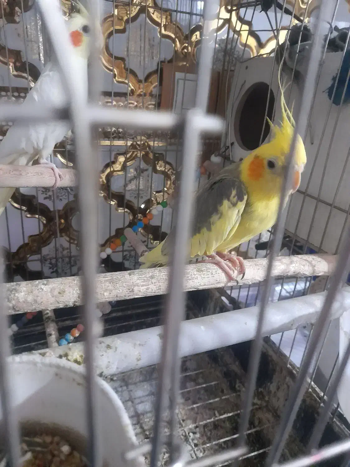 یک جفت عروس هلندی|پرنده|چهاردانگه (تهران), |دیوار