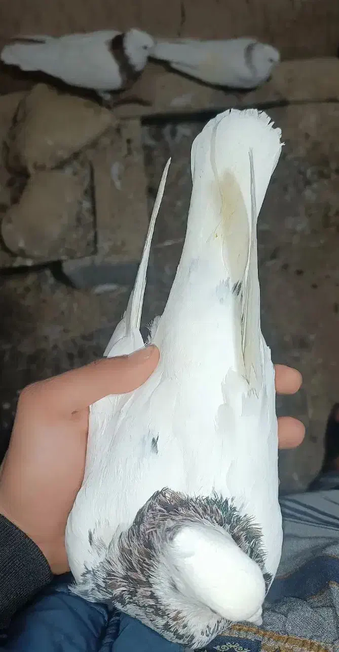 طوقی|پرنده|اردل, |دیوار