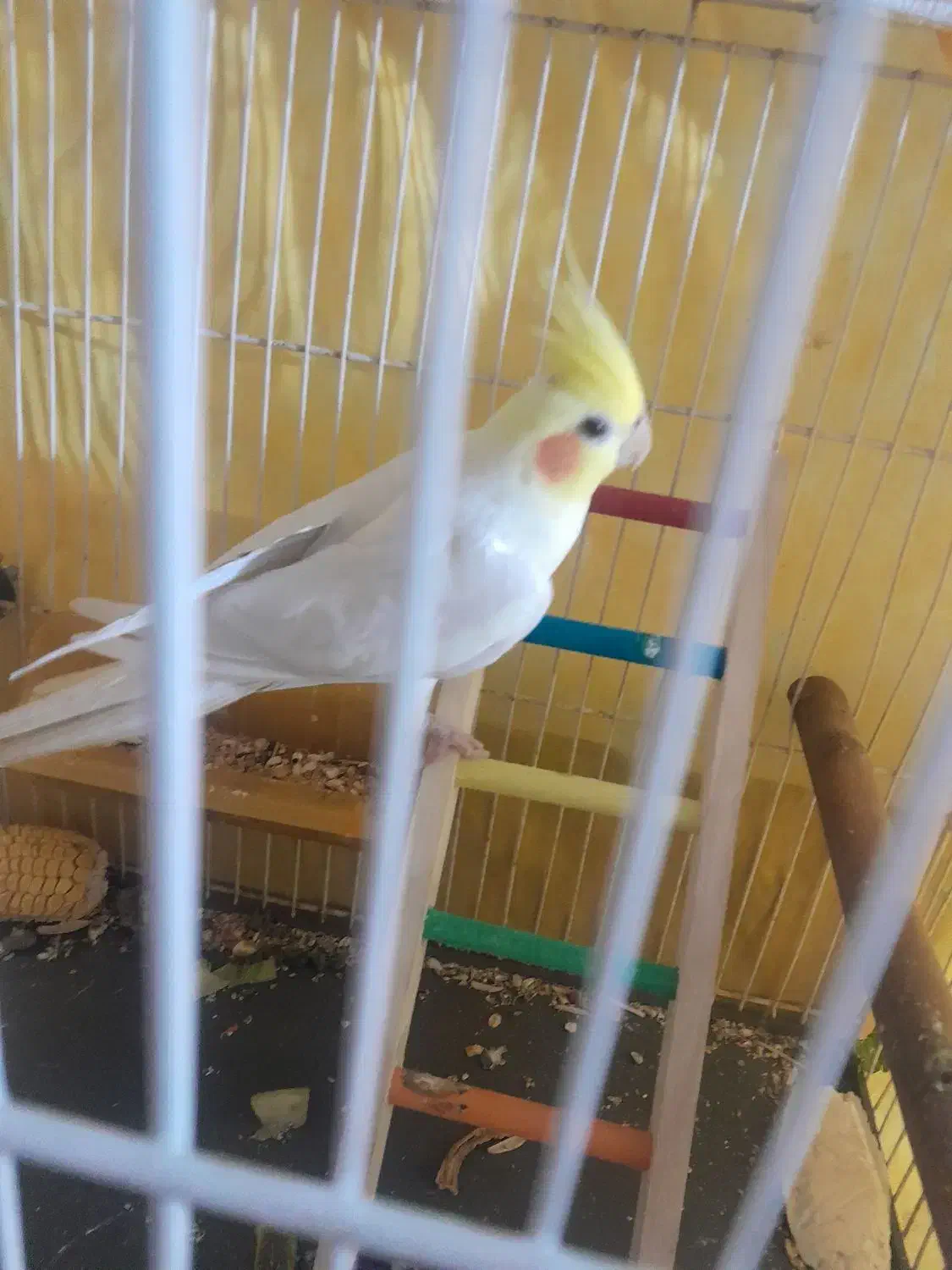 عروس هلندی سخنگو|پرنده|مشهد, آزادشهر|دیوار