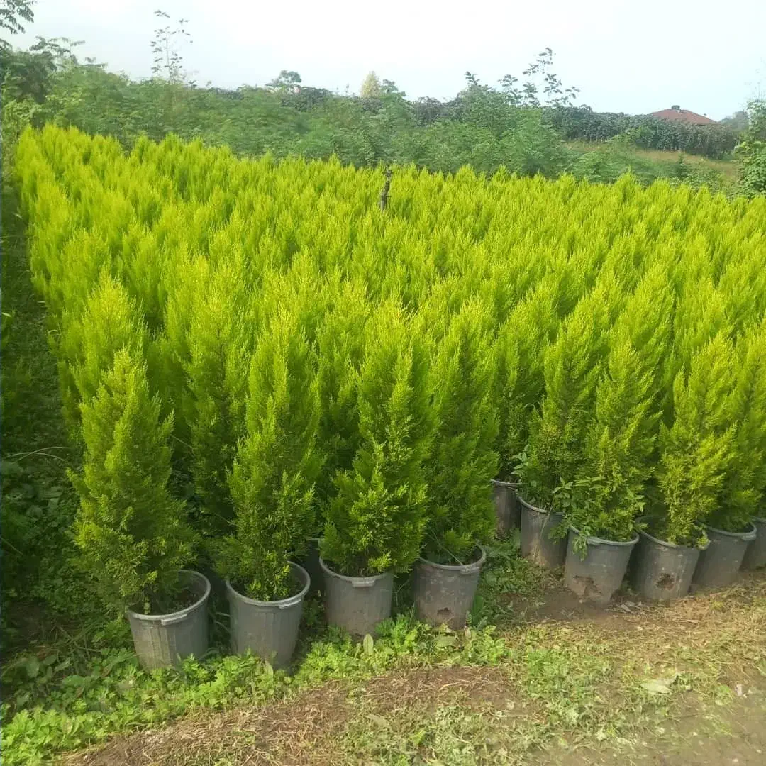 درخت بندار بن بالا شهر داری ماده ۷|خدمات باغبانی و درختکاری|ری, اقدسیه|دیوار