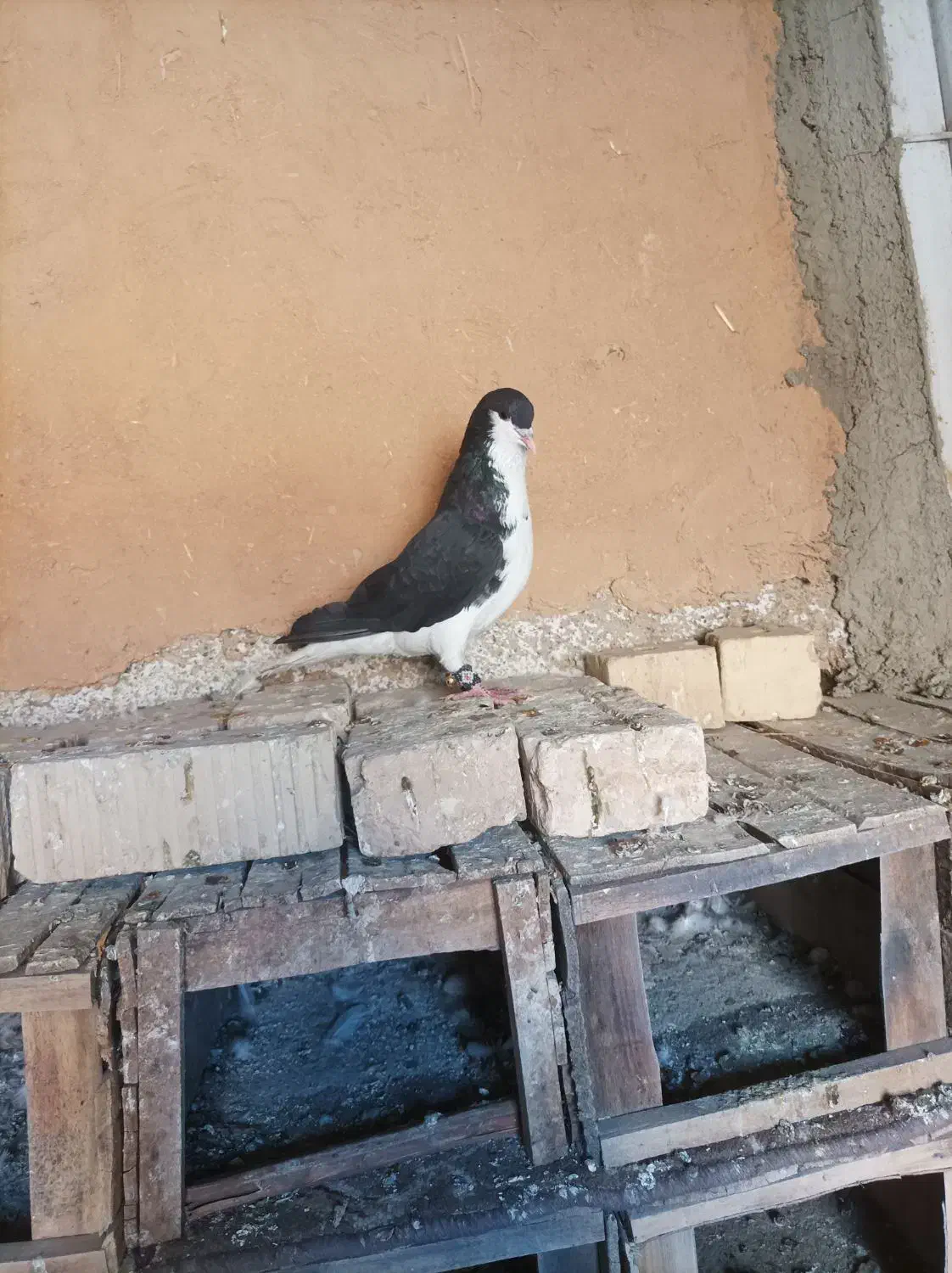 کبوتر|پرنده|فسا, |دیوار