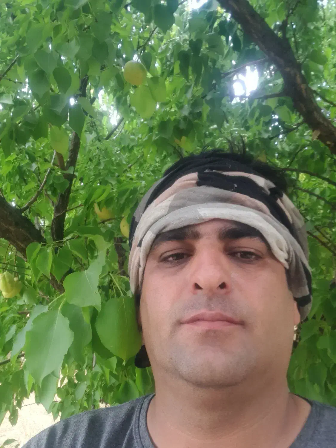 باغ ۱۵ ساله کامل با برق فنس کشی کامل و نگهبان|فروش دفتر صنعتی، کشاورزی، تجاری|دورود, |دیوار