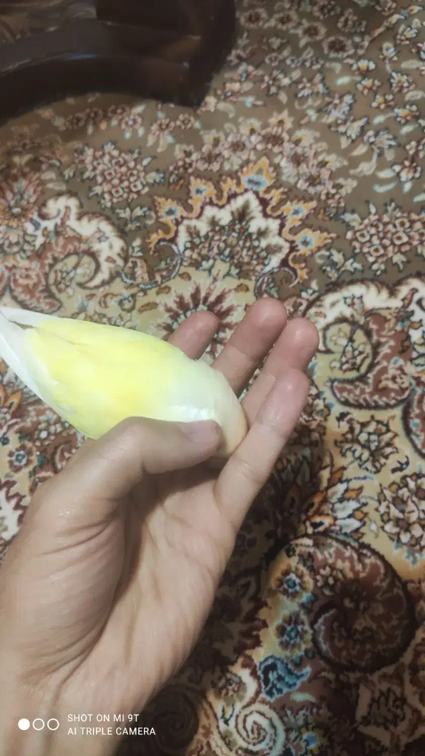 کوتوله برزیلی دستی|پرنده|مبارکه, |دیوار