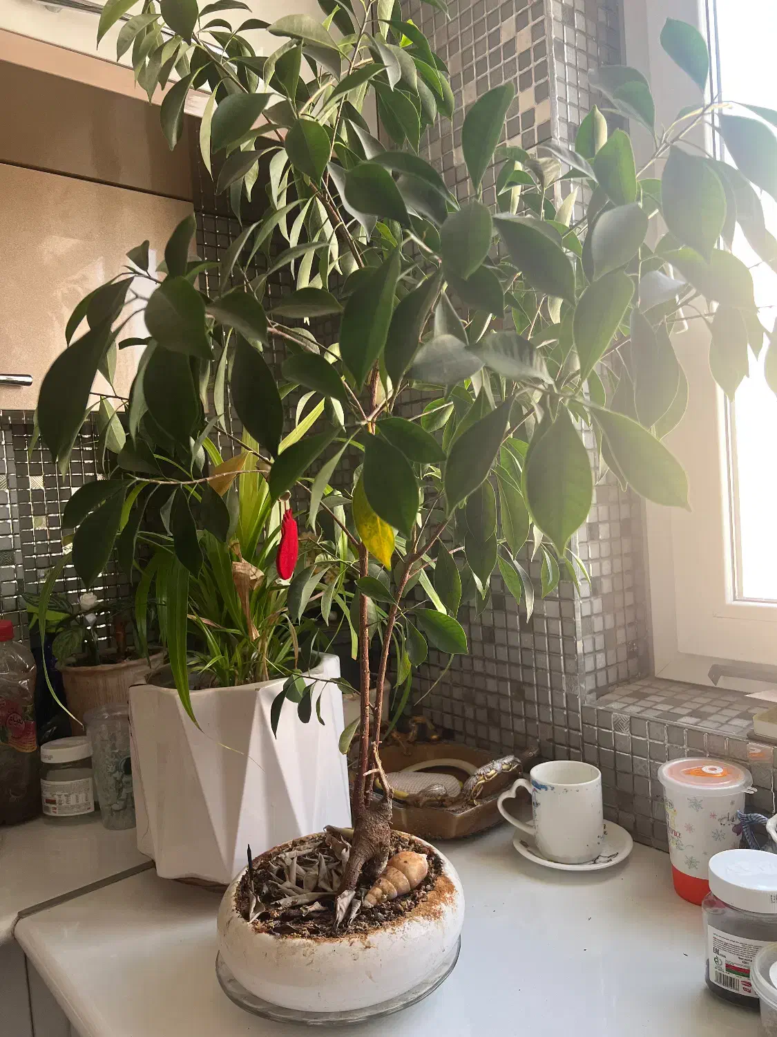 گل و‌گیاه|گل و گیاه طبیعی|بوشهر, |دیوار