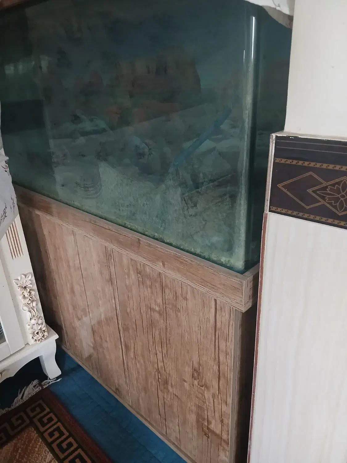 آکواریوم شیشه خم شیشه ده میل در حد خیلی خیلی نو|ماهی|تهران, وحیدیه|دیوار