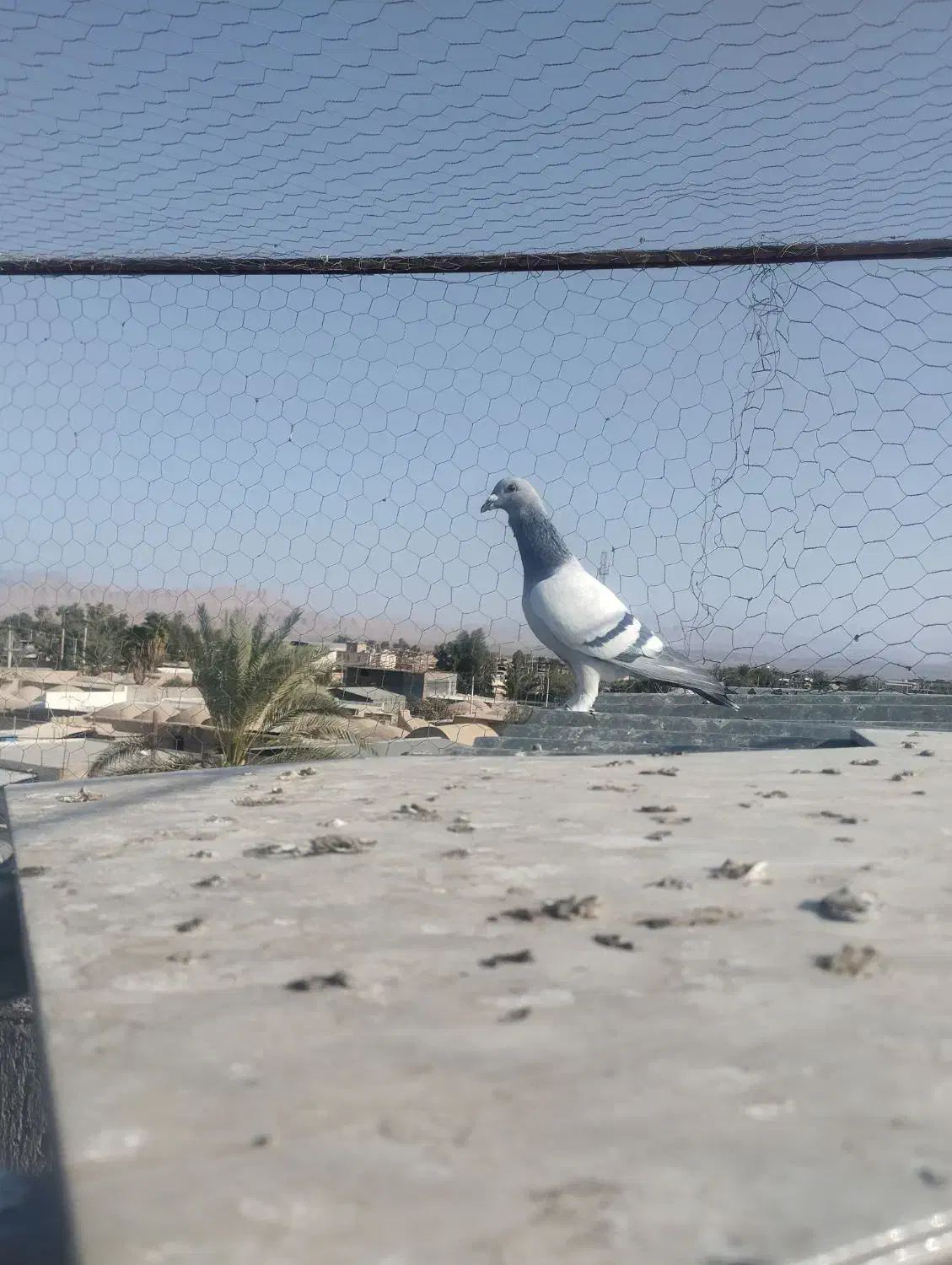 نر سبز کلاغ|پرنده|راور, |دیوار