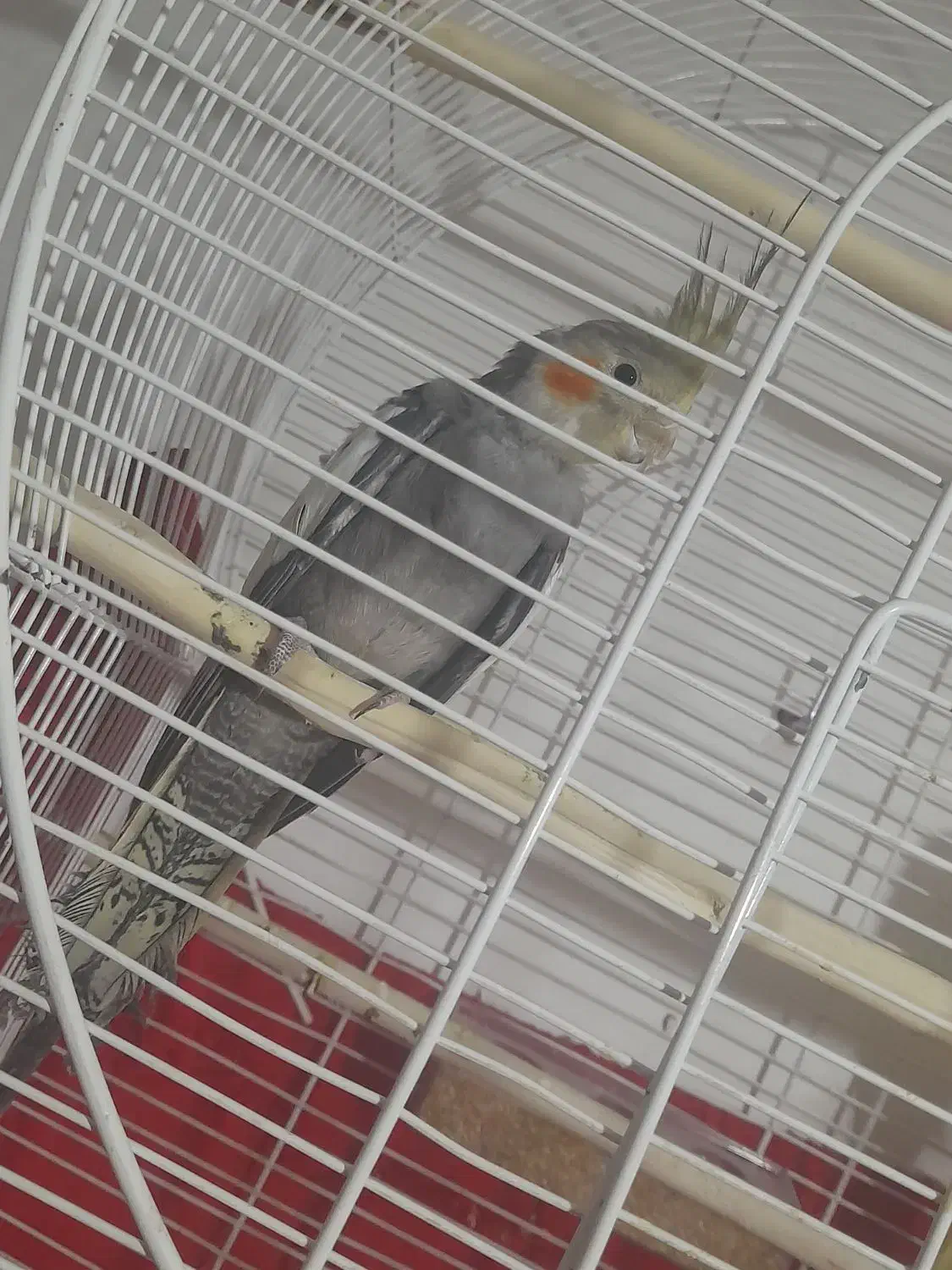 عروس هلندی ماده|پرنده|ارومیه, |دیوار