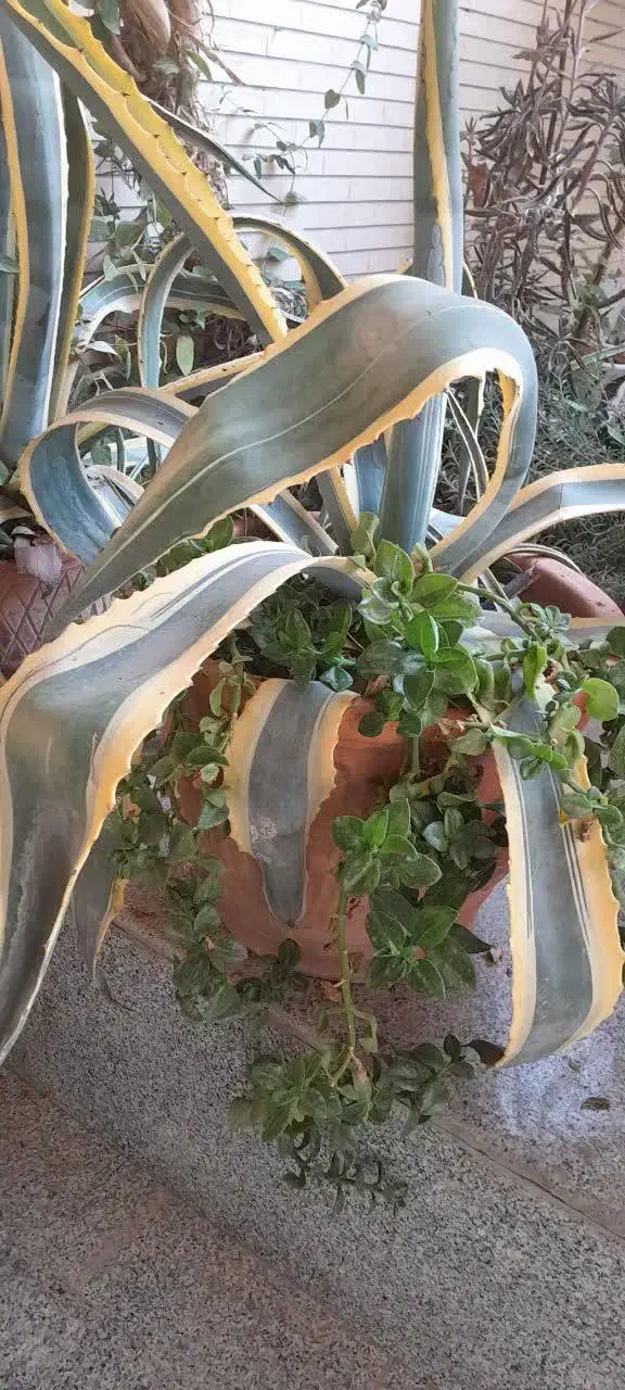 گل به همراه گلدان (آگاو، پاندانوس)|گل و گیاه طبیعی|اصفهان, جلالیه|دیوار