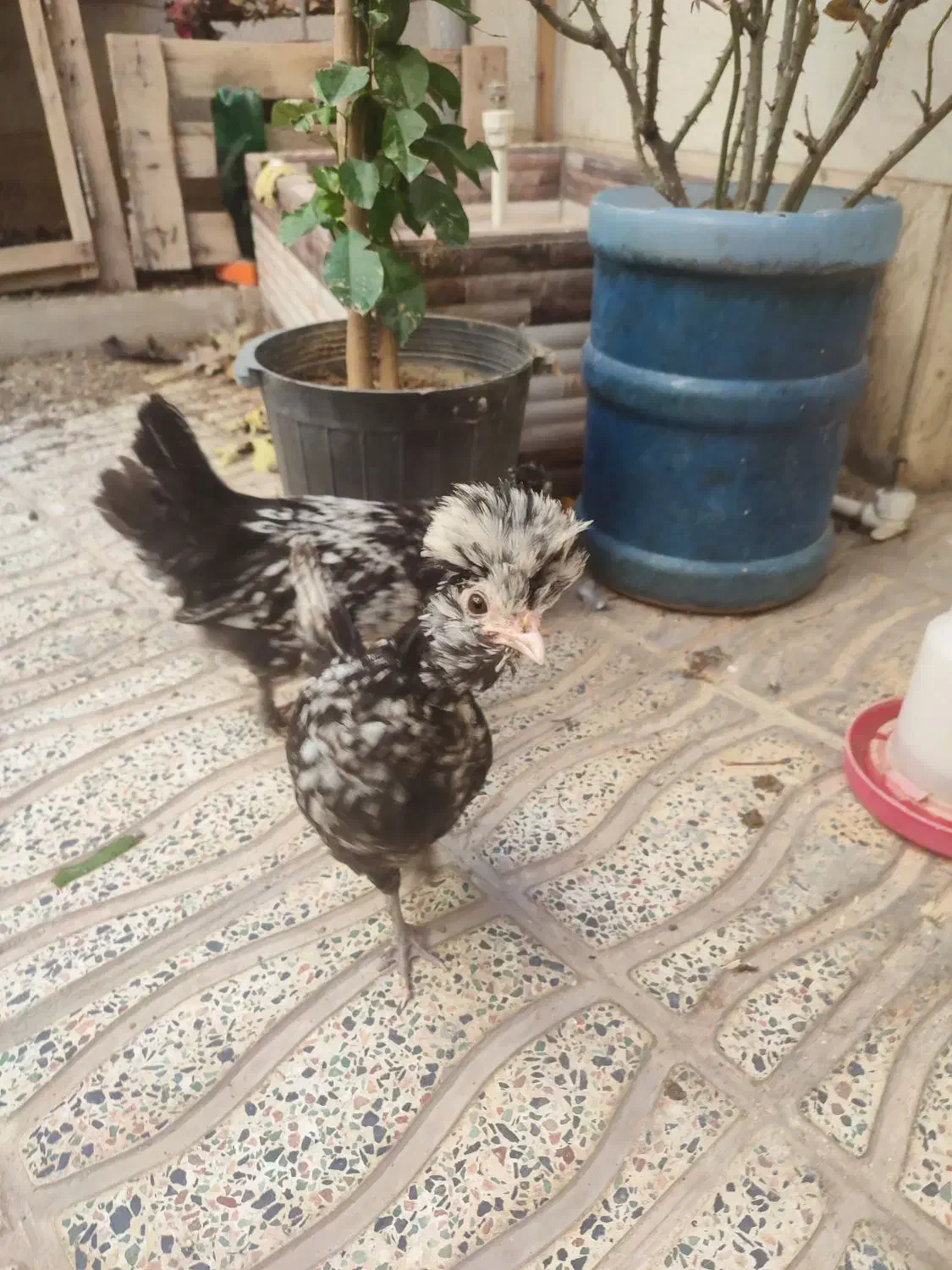 جوجه لهستانی و دو رگه|حیوانات مزرعه|بروجرد, |دیوار