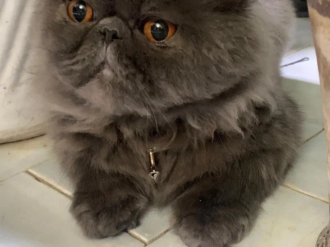 گربه|گربه|تهران, دهم فروردین|دیوار