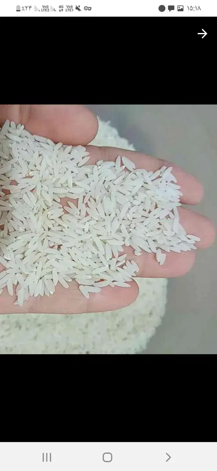 برنج طارم هاشمی ممتاز بوجاری صفر|خوردنی و آشامیدنی|ساری, |دیوار