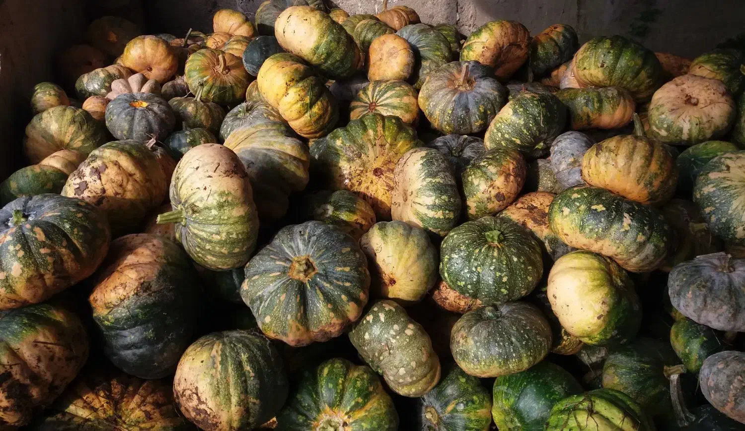 کدو|خوردنی و آشامیدنی|صومعه‌سرا, |دیوار