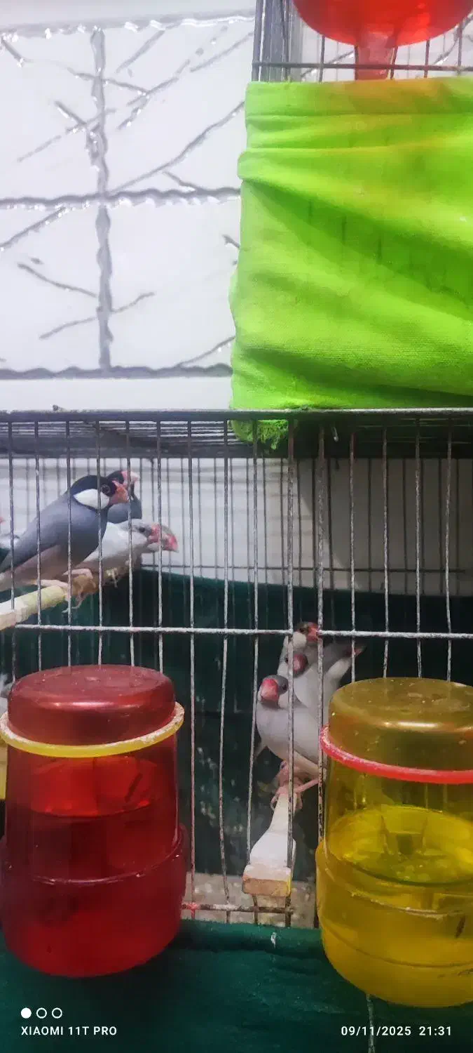 فنج نرگسی سیلور|پرنده|کارون, |دیوار