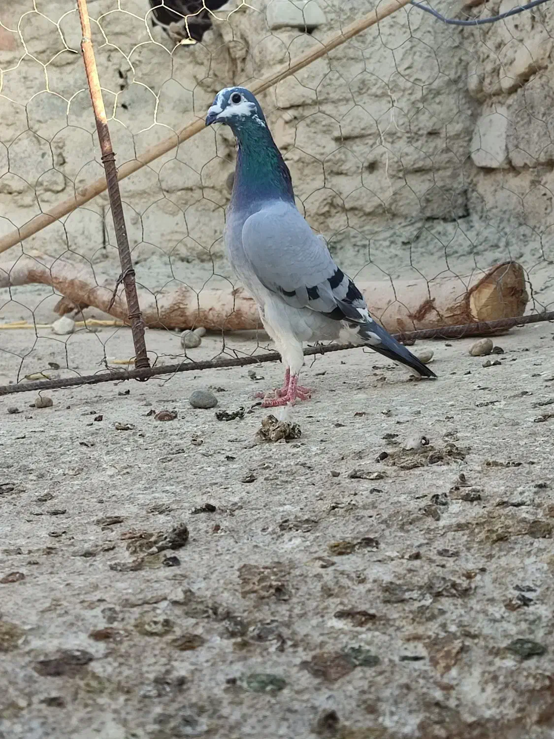 جان اردن|پرنده|زهک, |دیوار