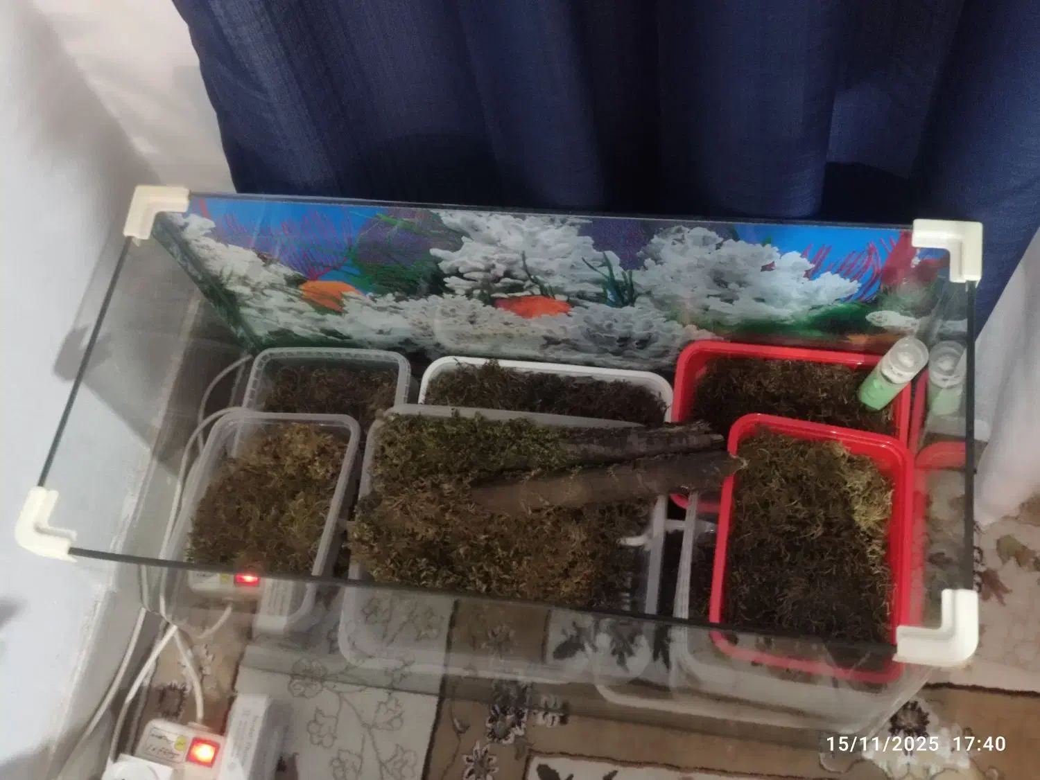 آکواریم شیشه خم|ماهی|کرج, خرمدشت|دیوار