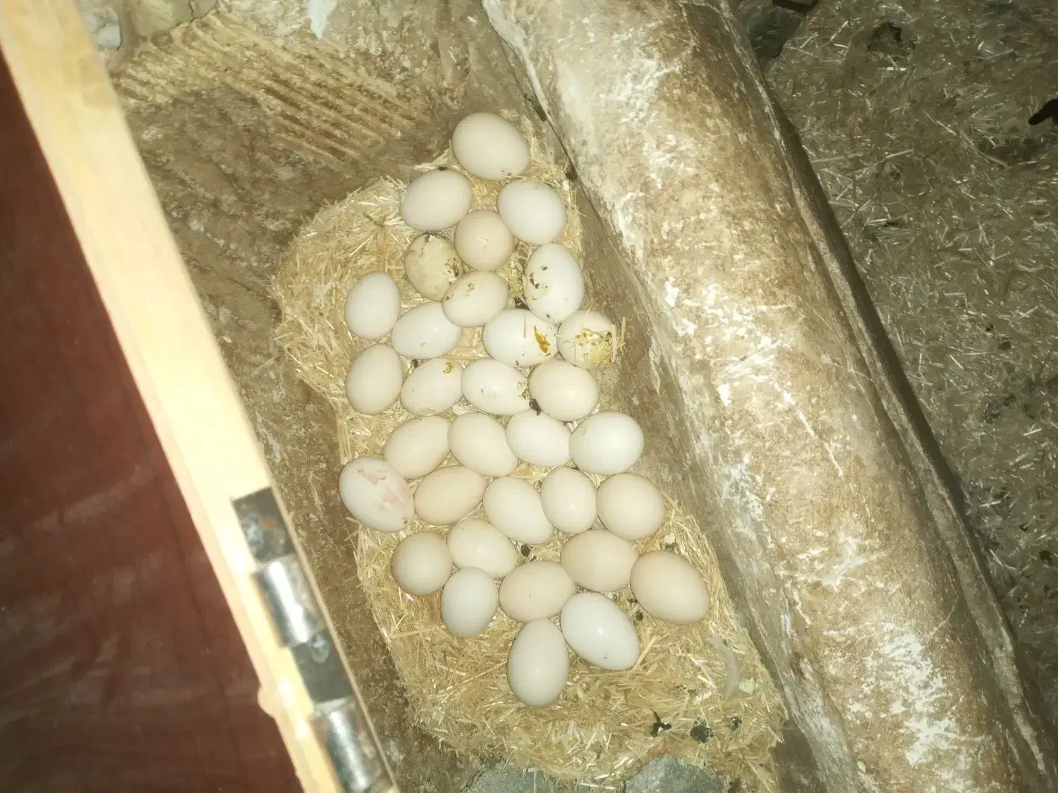 تخم مرغ گلین|حیوانات مزرعه|دالاهو, |دیوار