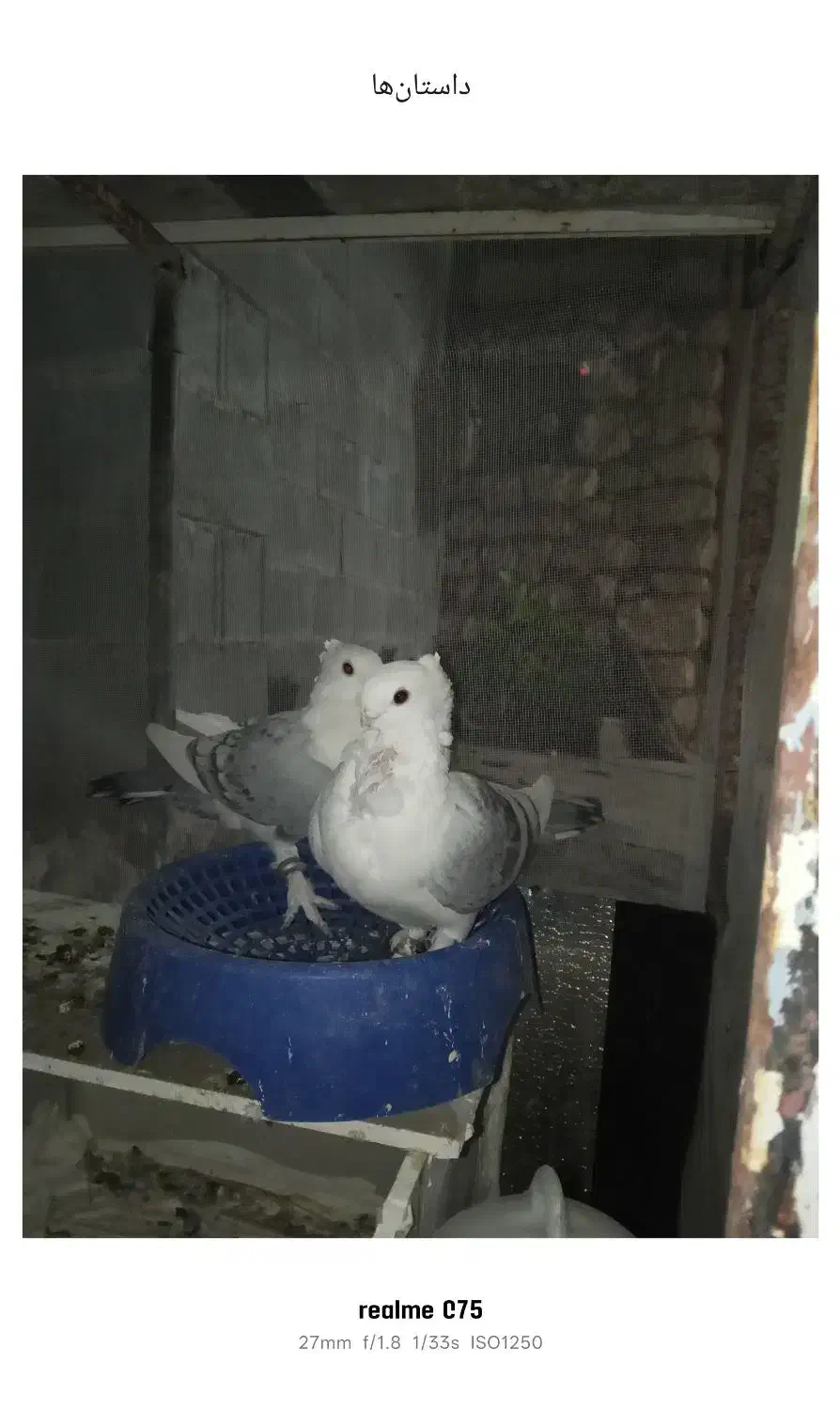 یاورهمیشه مومن|پرنده|ایذه, |دیوار