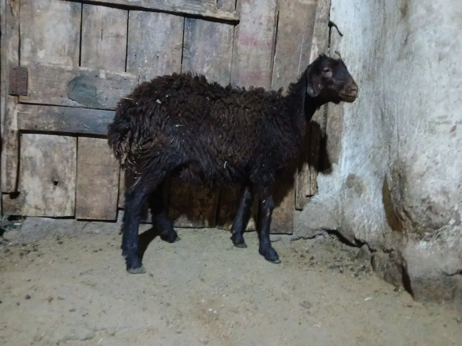 بره ماده|حیوانات مزرعه|کوثر, |دیوار