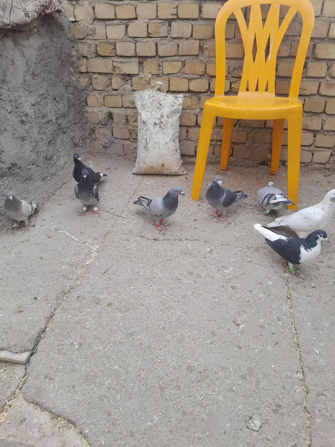 کبوتر پلاگی جف ۵۰۰|پرنده|دشتابی, |دیوار